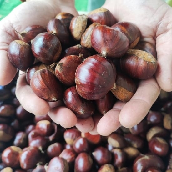 Şekerci%20Kestanesi%201%20kg%20